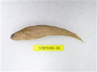 藏品(大頭花桿狗母)的圖片